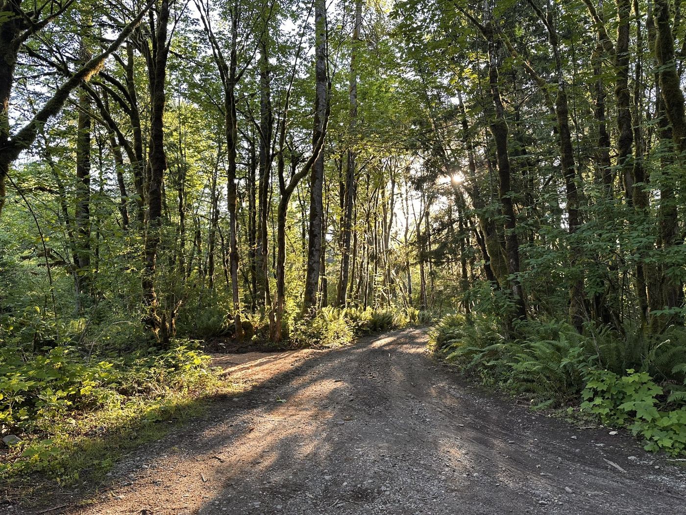 Forest trail
