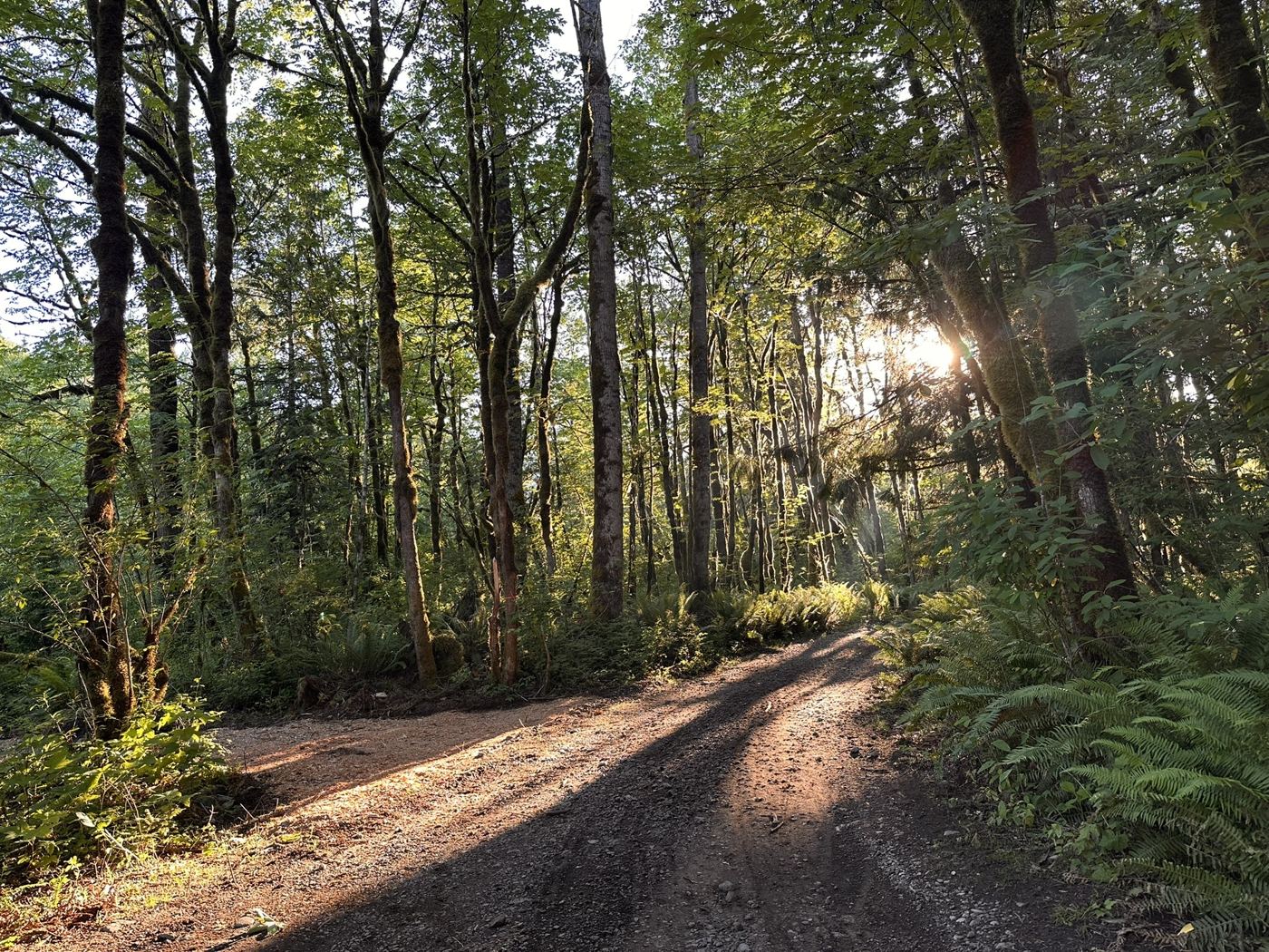 Forest road