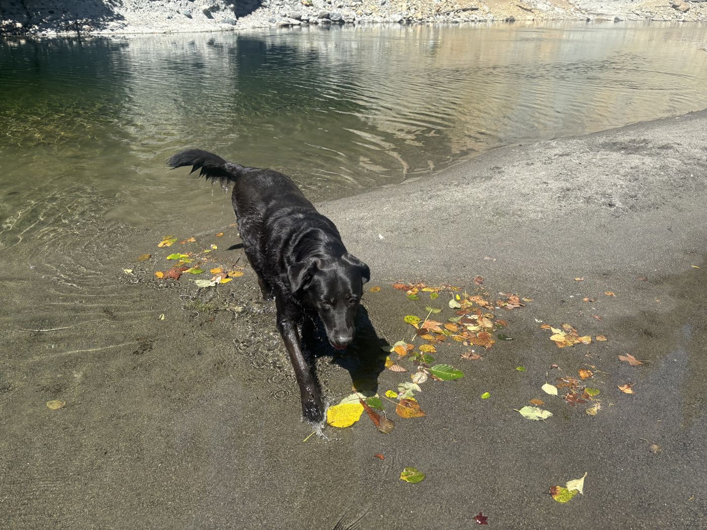 Dog on river beach